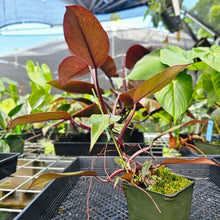 Load image into Gallery viewer, Philodendron Orange Princess, Exact Plant Variegated
