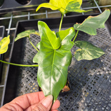 Load image into Gallery viewer, Philodendron Angela Aurea variegated, Exact Plant

