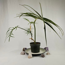 Load image into Gallery viewer, Philodendron Tortum, Exact Plant Ships Nationwide
