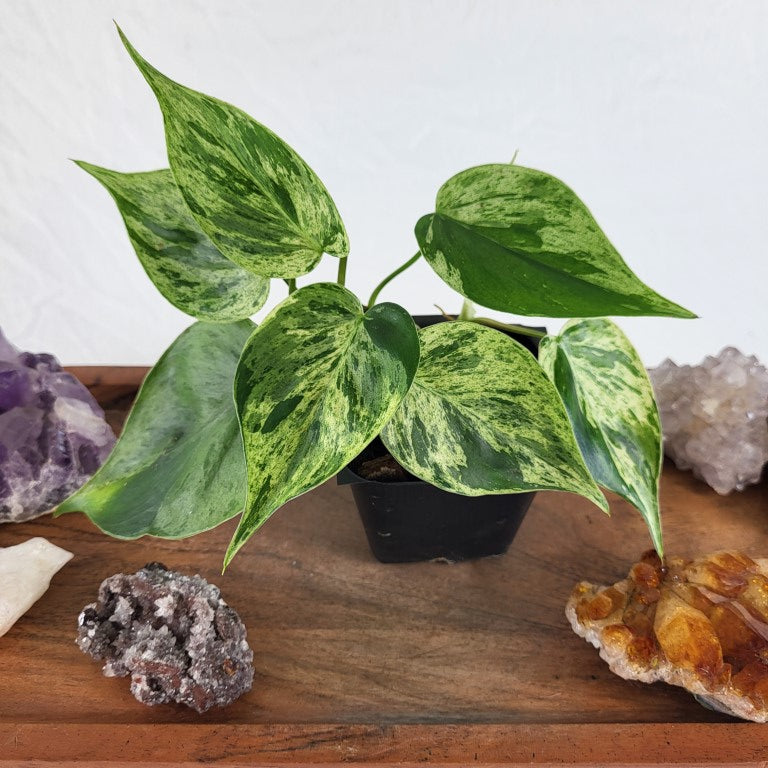 Philodendron Hederaceum, Heart Leaf Variegated 2.5