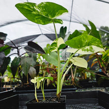 Load image into Gallery viewer, Alocasia Macrorhizza, Exact Plant Variegated
