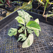 Load image into Gallery viewer, Epipremnum Pinnatum Marble, Exact Plant Variegated Ships Nationwide
