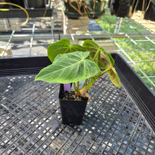 Load image into Gallery viewer, Philodendron Verrucosum Pseudoverrucosum Croat , Exact Plant Ships Nationwide

