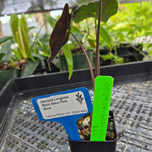 Load image into Gallery viewer, Alocasia Longiloba Black Satun Pink Bone, Exact Plant Ships Nationwide
