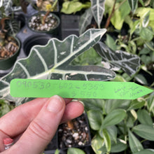 Load image into Gallery viewer, Alocasia Amazonica Large Form Pink Variegated Fedex 2day*
