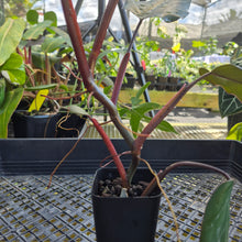 Load image into Gallery viewer, Philodendron Dark Lord, Exact Plant Ships Nationwide
