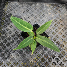 Load image into Gallery viewer, Anthurium Warocqueanum, Queen, Exact Plant Ships Nationwide
