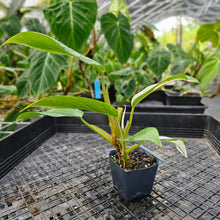 Load image into Gallery viewer, Philodendron White Princess, Exact Plant Variegated Ships Nationwide
