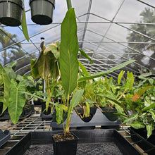 Load image into Gallery viewer, Anthurium Spectabile, Exact Plant Ships Nationwide
