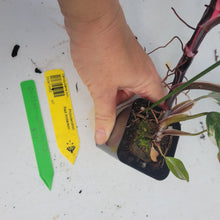 Load image into Gallery viewer, Philodendron Red Anderson, Exact Plant Ships Nationwide
