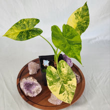 Load image into Gallery viewer, Alocasia Gageana Aurea Variegated 4&quot; pot, Fedex 2 day*
