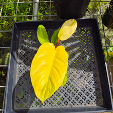 Load image into Gallery viewer, Philodendron Jungle Fever Yellow, Exact Plant Ships Nationwide
