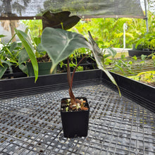 Load image into Gallery viewer, Alocasia Longiloba Black Satun Pink Bone, Exact Plant Ships Nationwide
