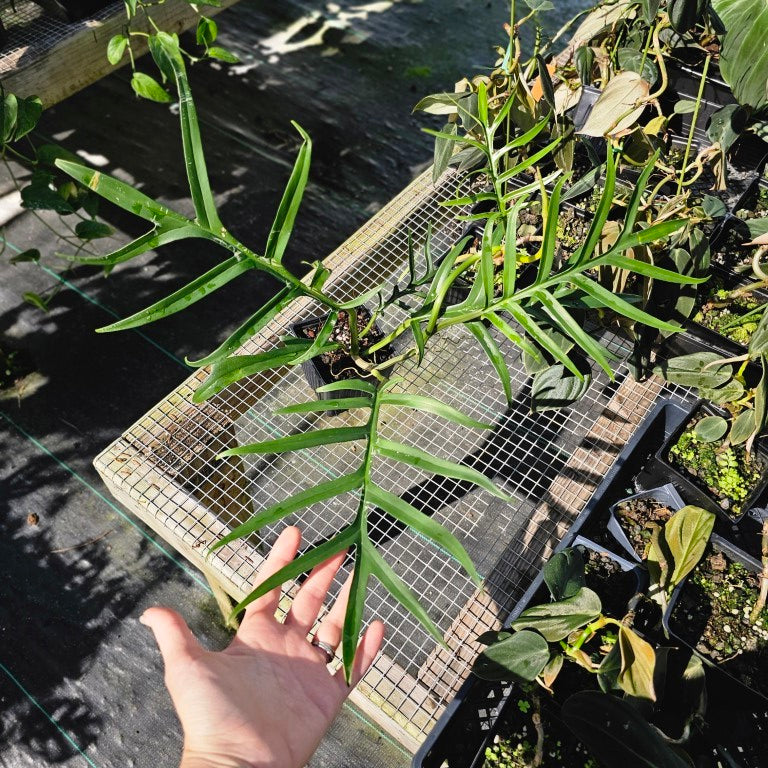 Philodendron Tortum, Exact Plant Wide Form Ships Nationwide