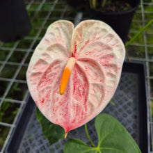 Load image into Gallery viewer, Anthurium Andraeanum Starlight Splash, Exact Plant, Speckled
