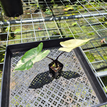 Load image into Gallery viewer, Alocasia Macrorhizza Black Stem Variegated exact plant, Fedex 2day*
