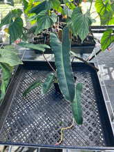 Load image into Gallery viewer, Philodendron Atabapoense Dark Form, Exact Plant Ships Nationwide
