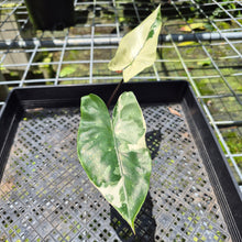 Load image into Gallery viewer, Alocasia Macrorhizza Black Stem Variegated exact plant, Fedex 2day*

