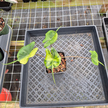 Load image into Gallery viewer, Alocasia Stingray aurea variegated exact plant, Fedex 2day*
