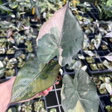 Load image into Gallery viewer, Alocasia Yucatan Princess Pink variegated 2.5" pot, Fedex 2day*

