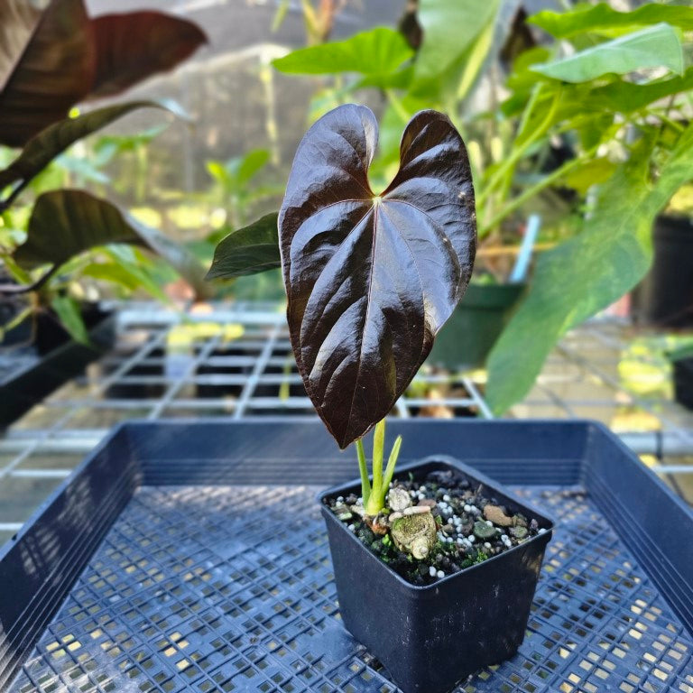 Anthurium Moodeanum, Exact Plant – Canopy Gems