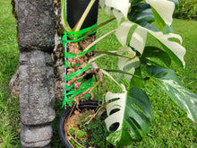 Load image into Gallery viewer, Monstera Borsigiana Albo Deliciosa, Exact Plant Variegated 9-leaf, sectoral half moon variegation
