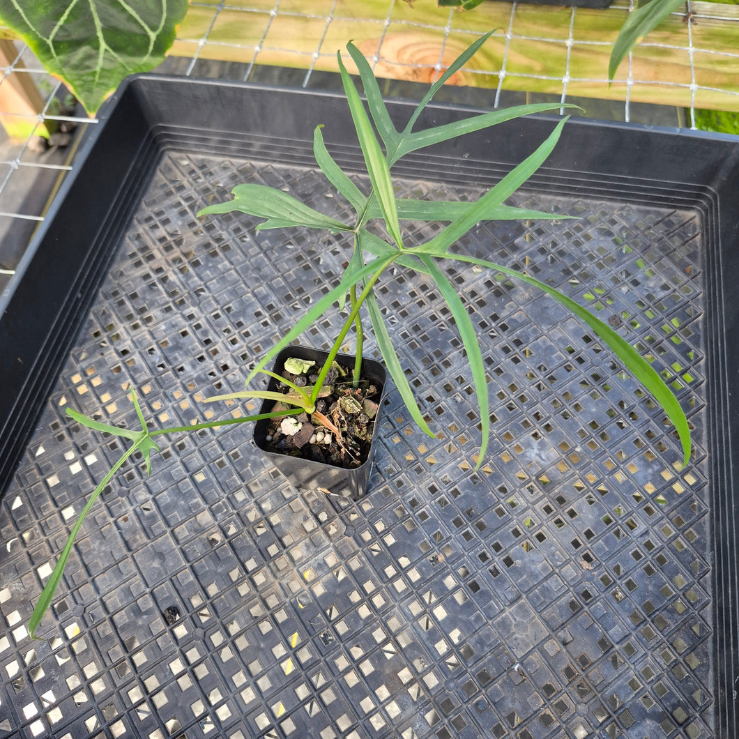 Philodendron Polypodoides, Exact Plant Ships Nationwide