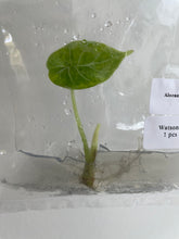 Load image into Gallery viewer, Alocasia Watsoniana Albo / Pink variegated tissue culture 2DayAir
