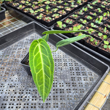 Load image into Gallery viewer, Anthurium Warocqueanum, Queen, Exact Plant Ships Nationwide
