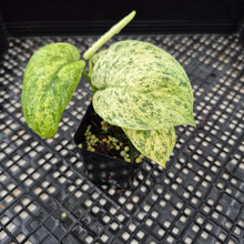 Load image into Gallery viewer, Scindapsus Jade Satin Marble Queen Variegated exact plant, Fedex 2day*

