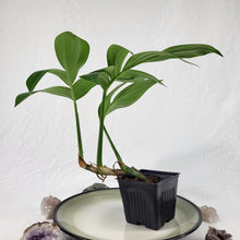 Load image into Gallery viewer, Rhaphidophora Decursiva 4" pot, Fedex 2day*
