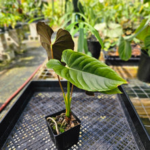 Load image into Gallery viewer, Anthurium Moodeanum, Exact Plant Mutated Leaf!
