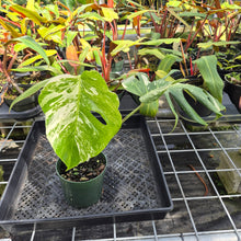 Load image into Gallery viewer, Monstera Borsigiana Albo Deliciosa, Exact Plant Variegated Ships Nationwide
