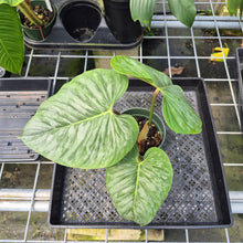 Load image into Gallery viewer, Philodendron Sodiroi True Form exact plant, Fedex 2day*
