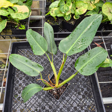 Load image into Gallery viewer, Philodendron Sagittifolium, Tuxtlanum Rubra, Exact Plant Ships Nationwide
