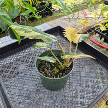 Load image into Gallery viewer, Philodendron Caramel Marble, Exact Plant Variegated Ships Nationwide
