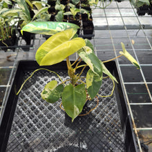 Load image into Gallery viewer, Philodendron Burle Marx Variegated exact plant, Fedex 2day*
