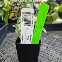 Load image into Gallery viewer, Alocasia Ninja, Exact Plant Variegated Ships Nationwide
