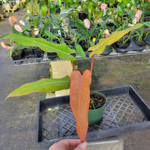 Load image into Gallery viewer, Philodendron Orange Marmalade, Exact Plant Ships Nationwide
