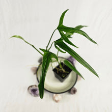 Load image into Gallery viewer, Philodendron Holtonianum, Exact Plant

