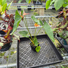 Load image into Gallery viewer, Anthurium Shibori, Exact Plant Variegated
