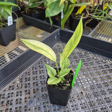 Load image into Gallery viewer, Anthurium Vittarifolium , Exact Plant Variegated Ships Nationwide
