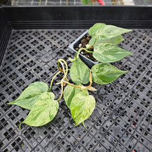 Load image into Gallery viewer, Philodendron Hederaceum, Heart Leaf, Exact Plant Variegated Ships Nationwide
