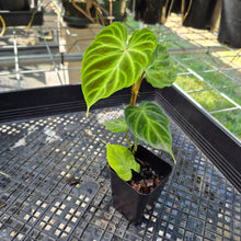 Load image into Gallery viewer, Philodendron Verrucosum, Exact Plant Ships Nationwide
