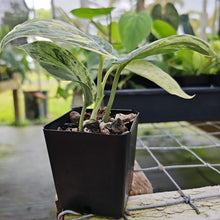 Load image into Gallery viewer, Scindapsus Peasun, Exact Plant Variegated Ships Nationwide
