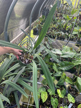Load image into Gallery viewer, Anthurium Bakeri 6" pot, Fedex 2day
