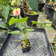 Load image into Gallery viewer, Anthurium Speckled Butterfly Shibori AFF Variegated exact plant, Fedex 2day*
