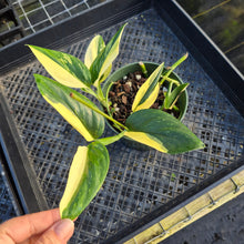 Load image into Gallery viewer, Monstera Standleyana Aurea, Exact Plant Variegated Ships Nationwide
