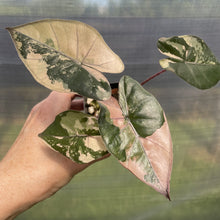 Load image into Gallery viewer, Alocasia Yucatan Princess Pink variegated exact plant, Fedex 2day*
