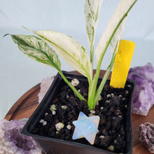 Load image into Gallery viewer, Spathiphylum jessica, Exact Plant Variegated
